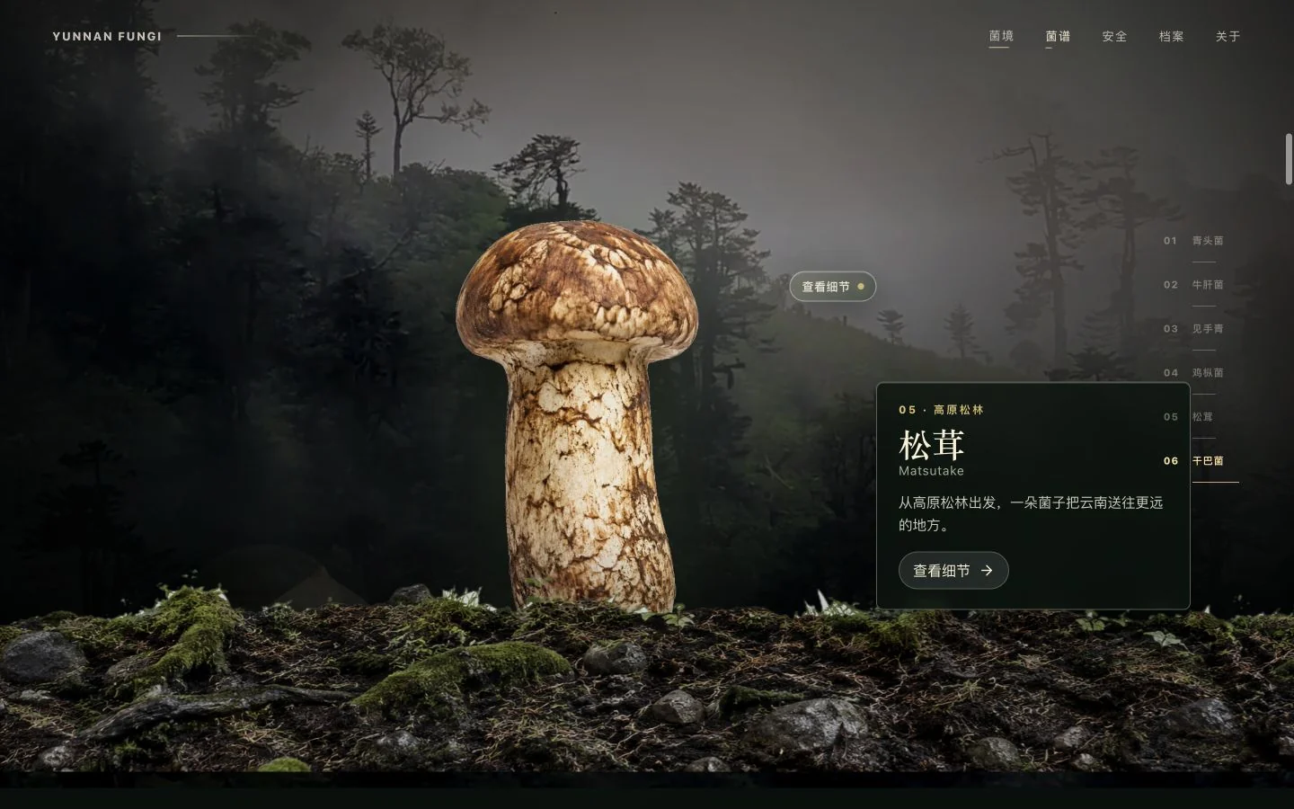 云南野生菌森林滚动场景